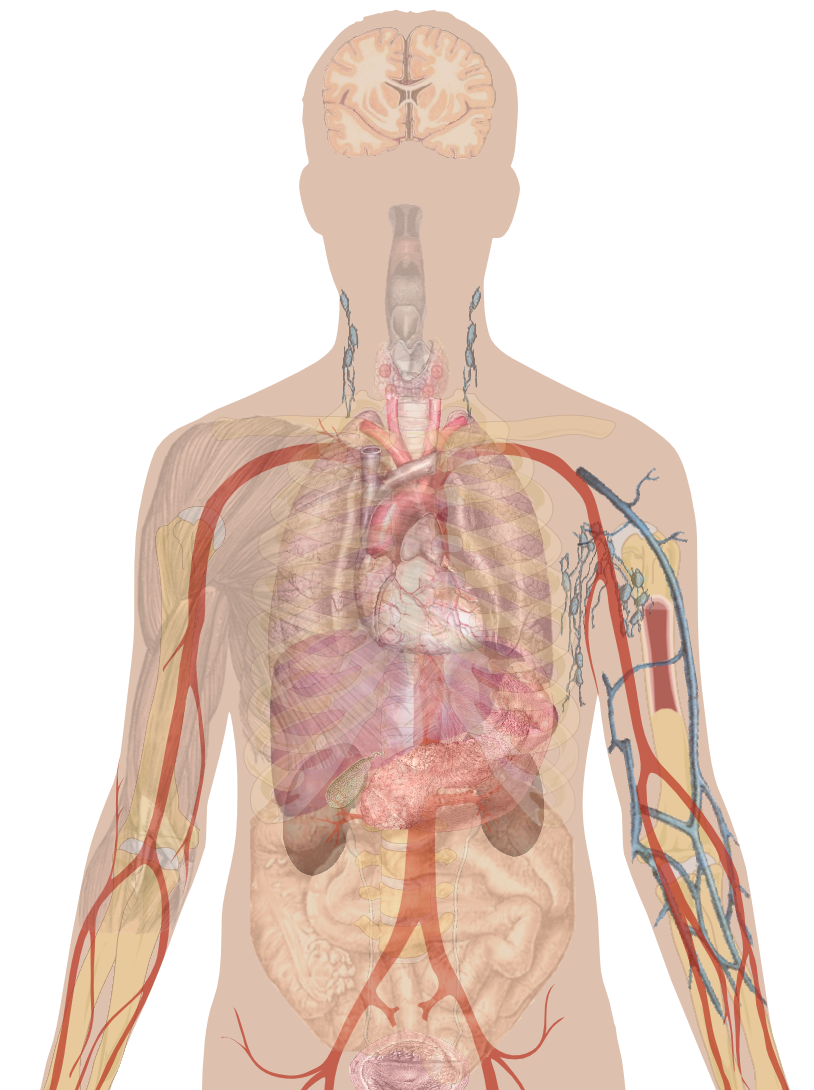 how alcohol affects the human body See exactly what caffeine does to your body with this knowing the symptoms of caffeine and its long-term effects on your body may make you think twice about. how alcohol affects the human body See exactly what caffeine does to your body with this knowing the symptoms of caffeine and its long-term effects on your body may make you think twice about.